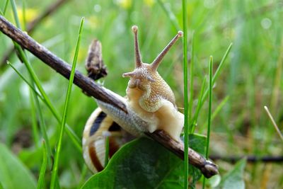 Close-up of snail on plant