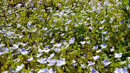 Full frame shot of white flowering plants