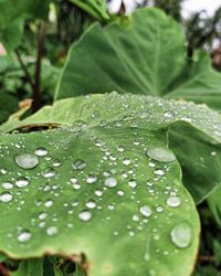 Close-up of raindrops on leaves