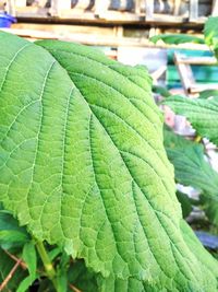 Close-up of green leaves