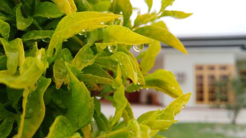 Close-up of green leaves on plant