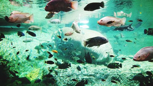 View of fishes swimming in sea