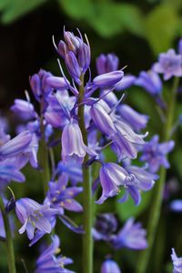 Close-up of purple flowers blooming