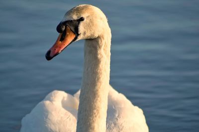 Close-up of swan in lake