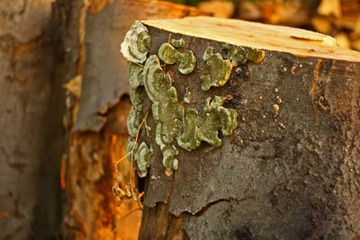 Close-up of lichen on tree trunk