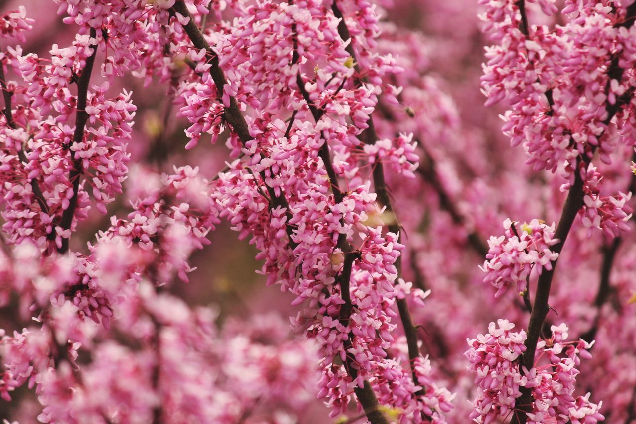 flower, pink color, freshness, growth, beauty in nature, branch, fragility, nature, tree, pink, close-up, focus on foreground, blossom, cherry blossom, petal, cherry tree, outdoors, in bloom, twig, blooming