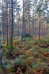 Pine trees in forest