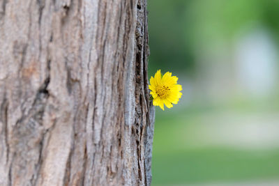 Close-up of yellow flower on tree trunk