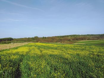 Scenic view of field against sky