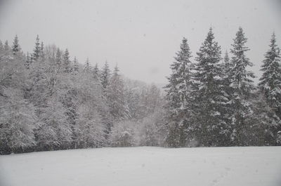 Close-up of trees against sky during winter