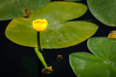 Close-up of lotus water lily