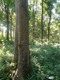 Trees in forest