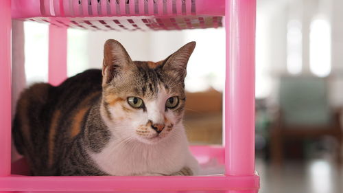 Close-up portrait of a cat