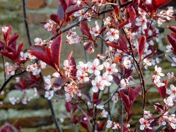 Close-up of fresh pink flowers blooming on tree