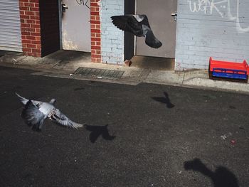 Bird flying over built structure