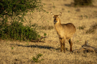 Female common waterbuck stands casting long shadow