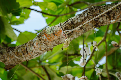 Close-up of butterfly on tree trunk