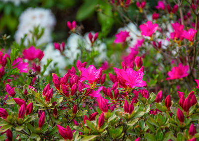 Close-up of flowers