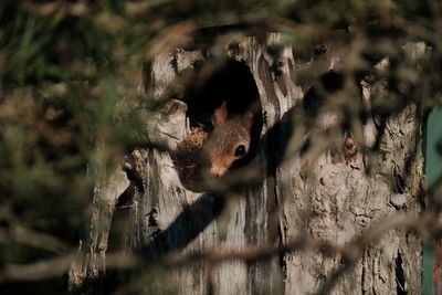 Close-up of squirrel on tree trunk in forest