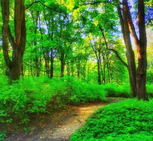 Trees growing in forest
