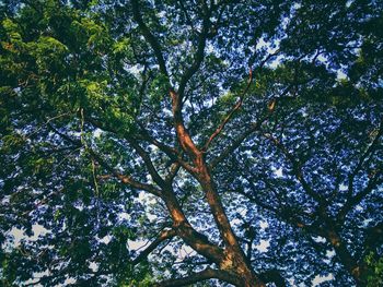 Low angle view of trees against sky