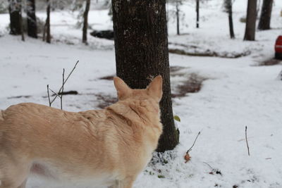 White dog navigating through snowy ground