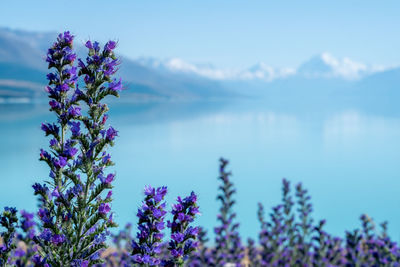 Close-up of purple flowering plant against blue sky