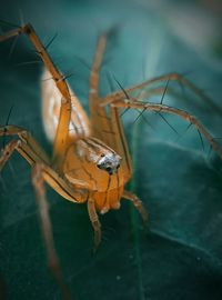 Close-up of spider