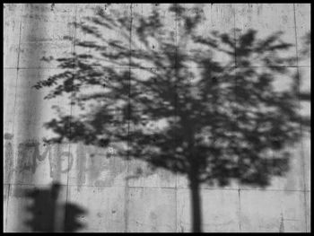 Close-up of tree against sky