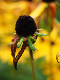 Close-up of flower