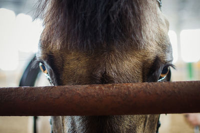 Close-up of horse