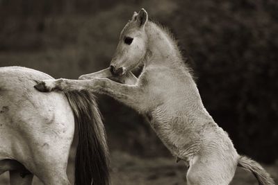 Close-up of foal outdoors