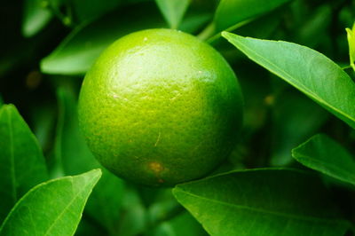 Close-up of fresh green fruits on tree