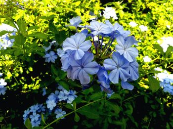 Close-up of purple flowers