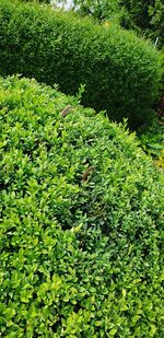 High angle view of plants growing on land