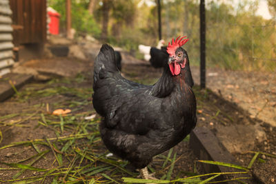 Black chicken on field