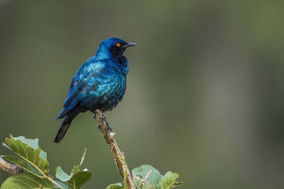 Close-up of bird perching on branch