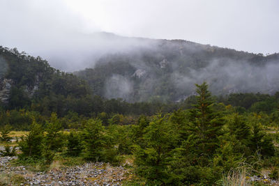 Scenic view of forest against sky