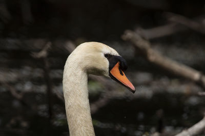 Close-up of swan