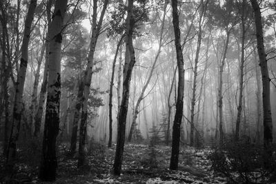 Trees in forest