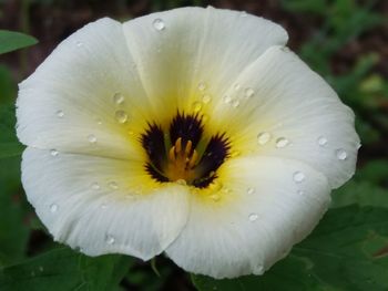 Close-up of water drops on flower