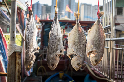 View of fish for sale in market