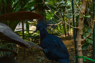 Close-up of bird perching on tree