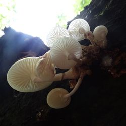 Close-up of mushrooms