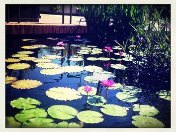 Close-up of lotus water lily in pond