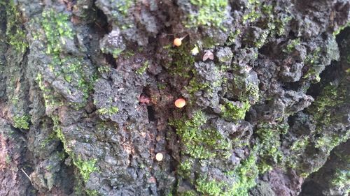 Close-up of moss on tree trunk