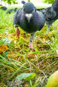 Close-up of bird perching on a field