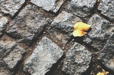 Close-up of autumn leaf