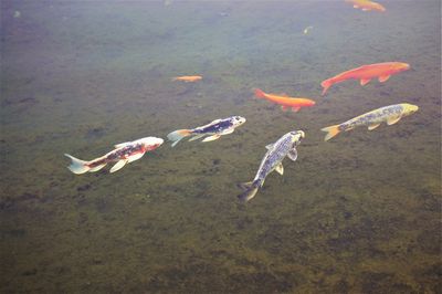 Fish swimming in lake