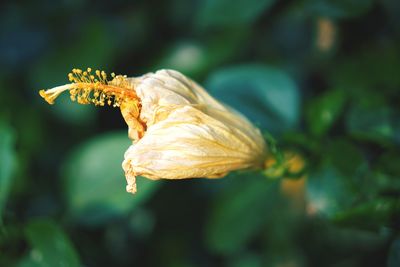 Close-up of insect on flower